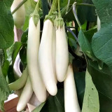 White Long Eggplant Seeds: Pure White Skin and Flesh