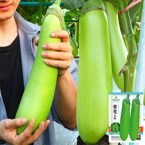 Elevate Your Garden with Emerald Long Eggplant Seeds
