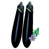 Shiny Black Beauty: Thick and Tender Long Eggplant Seeds