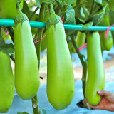 Elevate Your Garden with Emerald Long Eggplant Seeds