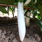 White Long Eggplant Seeds: Pure White Skin and Flesh