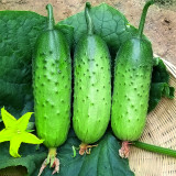 Compact and Tasty: No-Stake Mini Cucumber Varieties