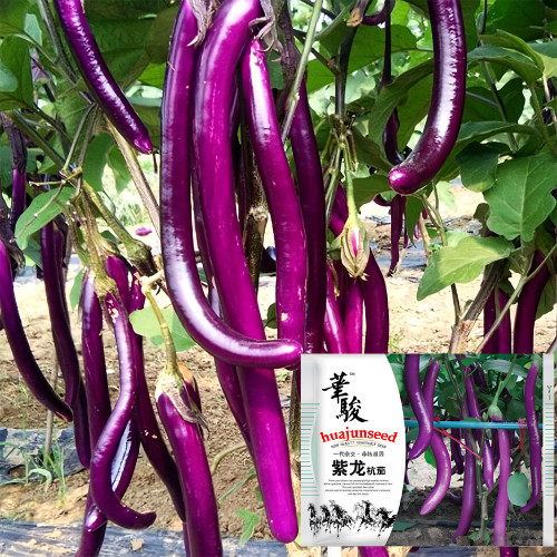 Purple Pleasure: Hangzhou Eggplant Seeds - Slim and Tasty