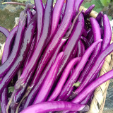 Purple Pleasure: Hangzhou Eggplant Seeds - Slim and Tasty