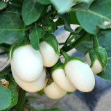 Cultivate Charm: 'White Baby' Round Eggplant Seeds