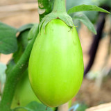 Xi'an Green Allure: Unveiling the Green Eggplant Seeds