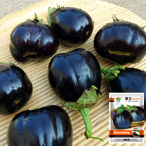 Black Beauty Eggplant Seeds