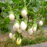 Cultivate Charm: 'White Baby' Round Eggplant Seeds