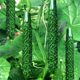 Time-Honored Greens: 'Jinyan No.4' Thorny Cucumber Seed Marvels