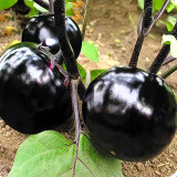 Garden Noir: Explore the World of Black Round Eggplant Seeds