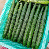 Time-Honored Greens: 'Jinyan No.4' Thorny Cucumber Seed Marvels