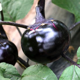 Garden Noir: Explore the World of Black Round Eggplant Seeds