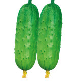 Golden Crisp Bites: Drought-Tolerant Cucumber Seeds for Raw Pleasure