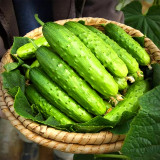 Golden Crisp Bites: Drought-Tolerant Cucumber Seeds for Raw Pleasure