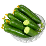Jewel of the Netherlands – Thornless Cucumber Seeds