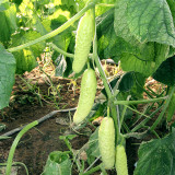 Crisp White Cucumber with Spiky Vines