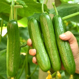Jewel of the Netherlands – Thornless Cucumber Seeds