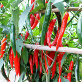 Flame-kissed Delight: Exquisite Red Cayenne Seeds