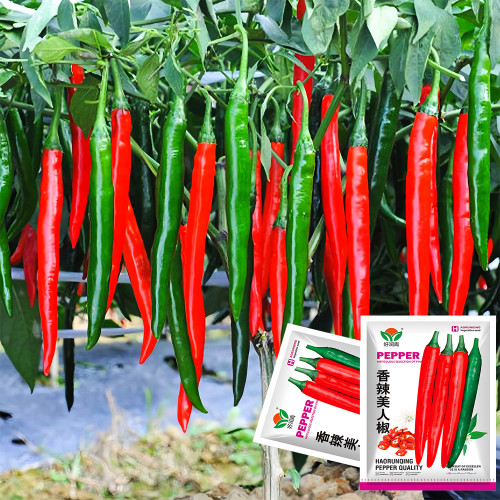 Flame-kissed Delight: Exquisite Red Cayenne Seeds