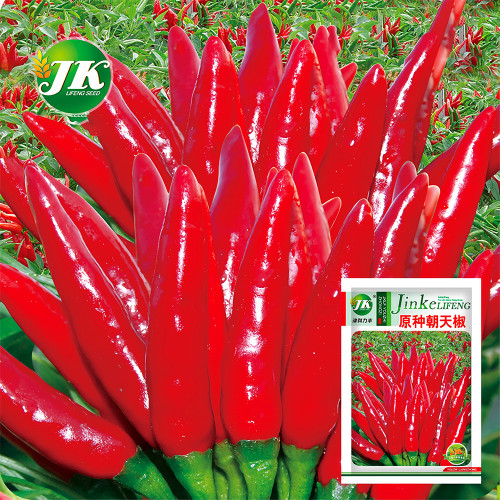 Chao Tian Blaze: Red Cluster Pepper Seeds