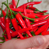 Chao Tian Blaze: Red Cluster Pepper Seeds
