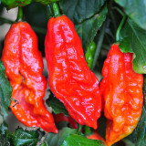 Chili Devils Tongue Red Hot Pepper Seeds