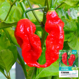 Chili Devils Tongue Red Hot Pepper Seeds