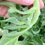 Crystalline Ice Plant Vegetable Seeds