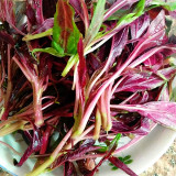 Edible Amaranth Seeds, Red Fine-leaved Vegetables