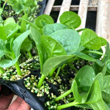 Basella alba Green Malabar spinach Seeds