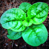 Basella alba Green Malabar spinach Seeds