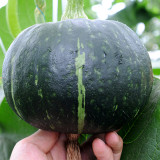 'Green Baby' Small Pumpkin Seeds