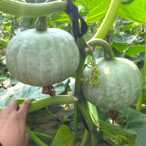 Silver Chestnut Pumpkin Hybrid Seeds