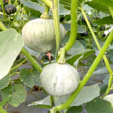Silver Chestnut Pumpkin Hybrid Seeds