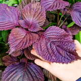 Aromatic Purple Perfection: Dual-Sided Shiso Seeds