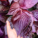 Aromatic Purple Perfection: Dual-Sided Shiso Seeds