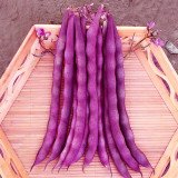 Purple Pole Bean Seeds