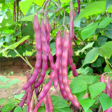 Purple Pole Bean Seeds