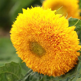 'Teddy Bear' Dwarf Sunflower Seeds (30cm Tall)