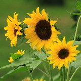 Gold Rush Sunflower Seeds (120cm Tall)