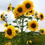 Gold Rush Sunflower Seeds (120cm Tall)