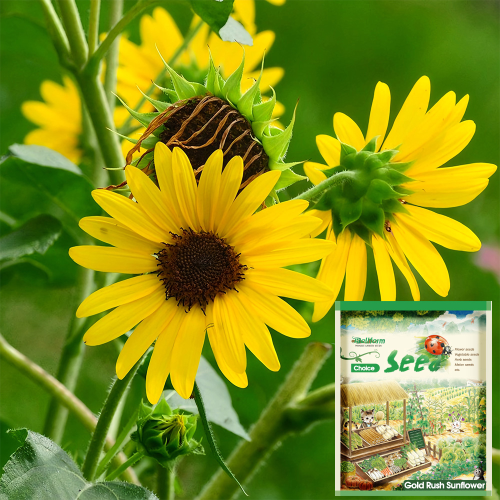 Gold Rush Sunflower Seeds (120cm Tall)