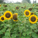 Golden-Brown Sunflower Seeds (60cm Tall)