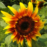 Bellfarm® Bi-Colour Sunflower Seeds (90cm Tall)