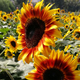 Bellfarm® Bi-Colour Sunflower Seeds (90cm Tall)