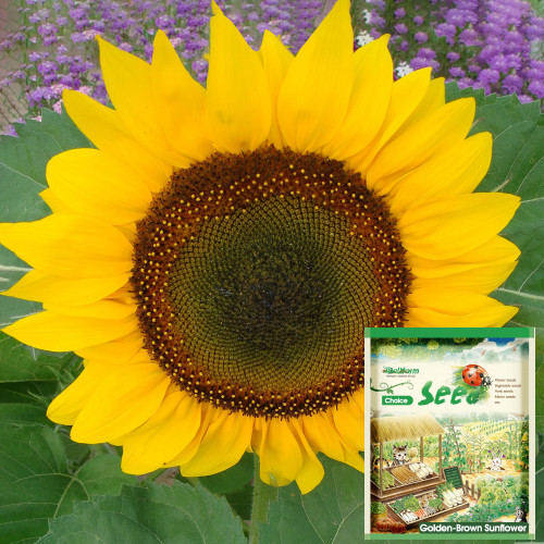 Golden-Brown Sunflower Seeds (60cm Tall)