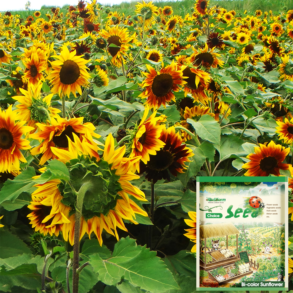 Bellfarm® Bi-Colour Sunflower Seeds (90cm Tall)