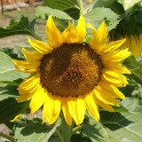 Bellfarm® Sunflower F1 Seeds (35cm Tall)