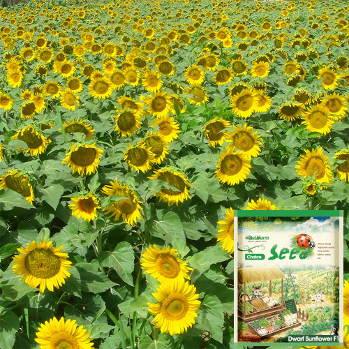 Bellfarm® Sunflower F1 Seeds (35cm Tall)