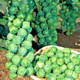 Jingyan® Brussels Sprout Seeds
